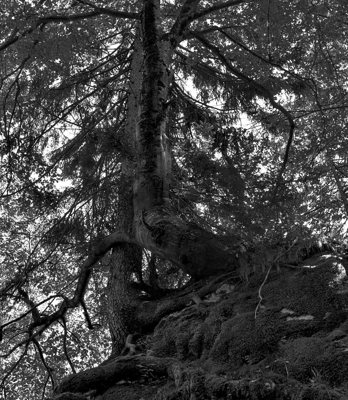 Lending a helping Branch
