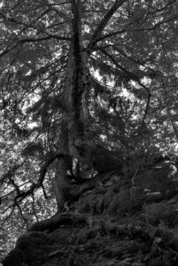 Lending a helping Branch