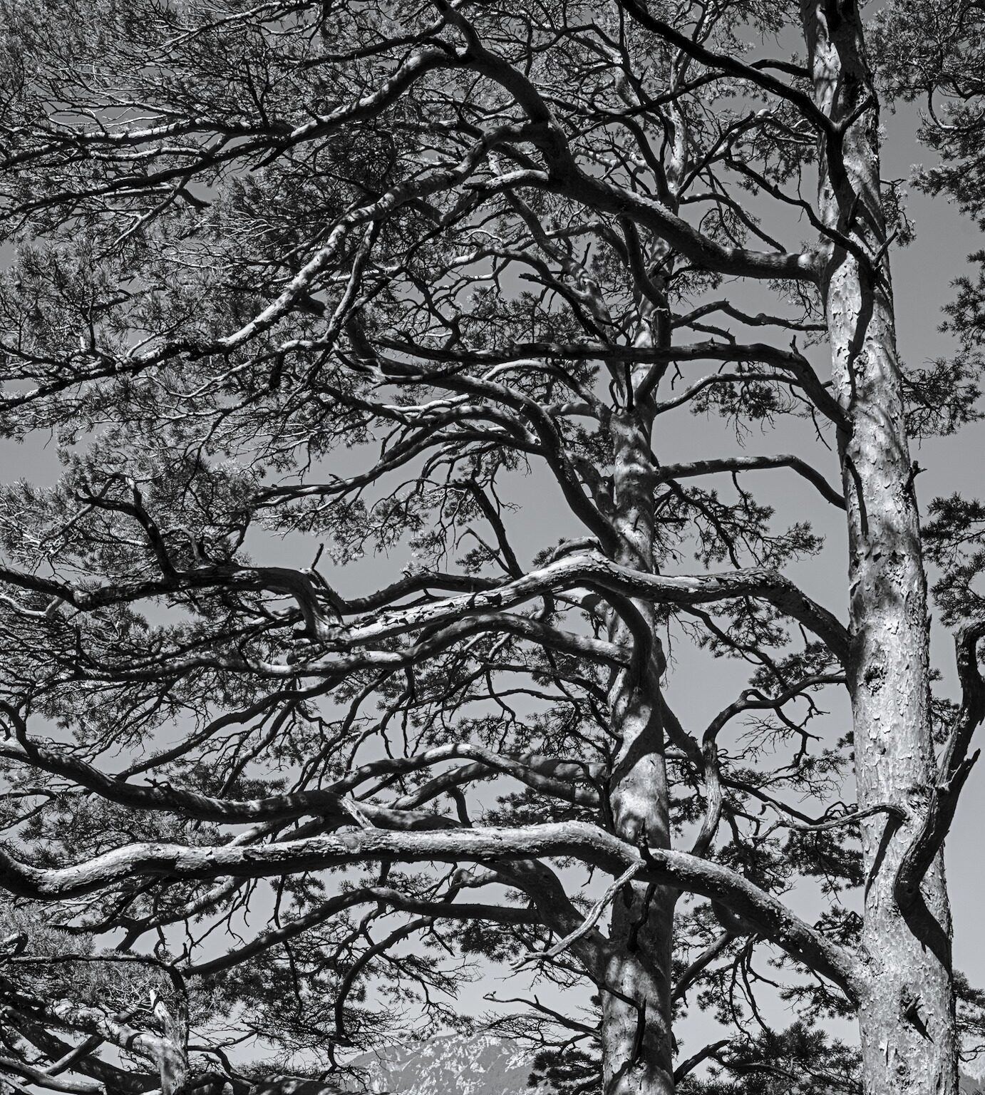 Oriented Pines