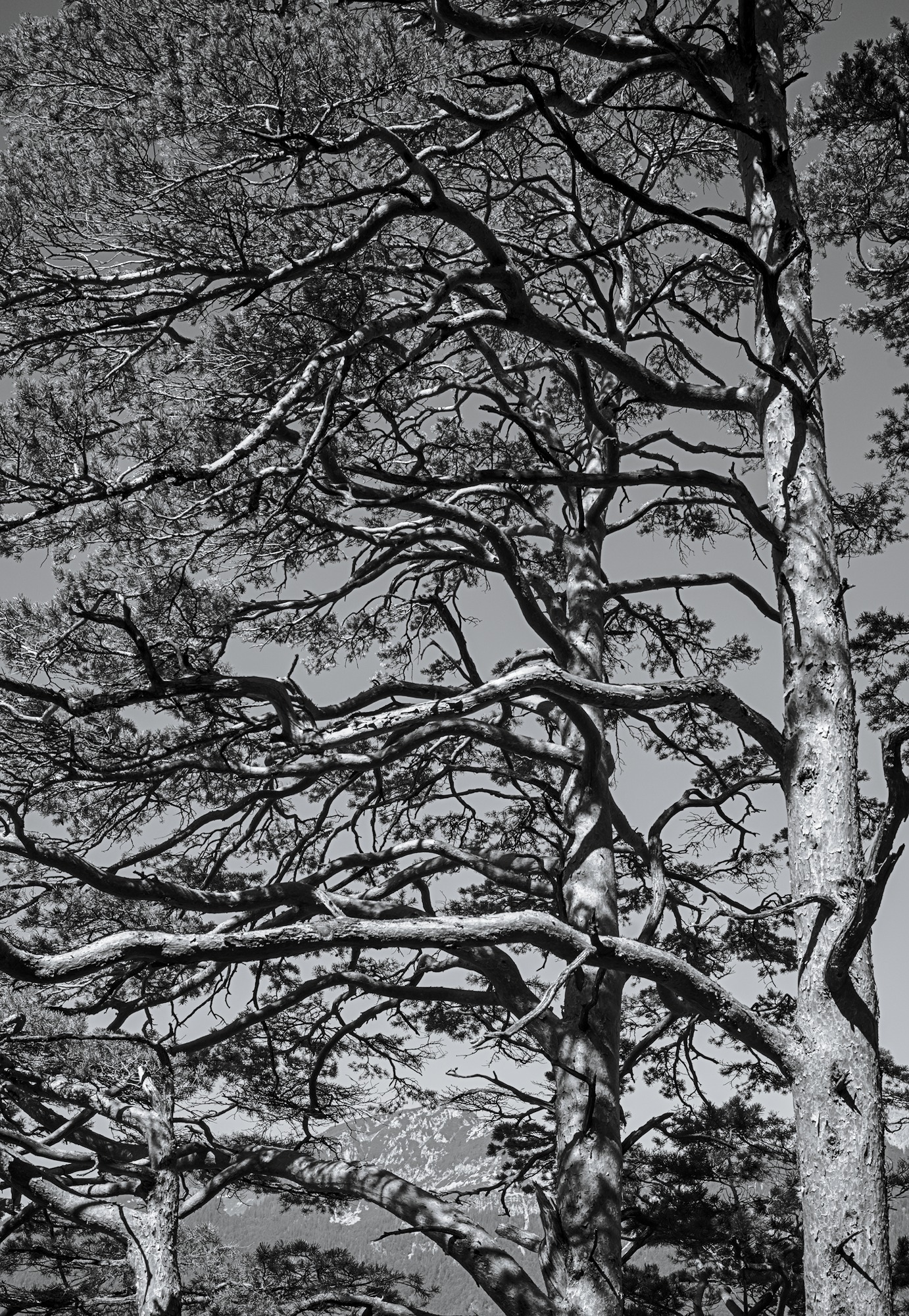 Oriented Pines
