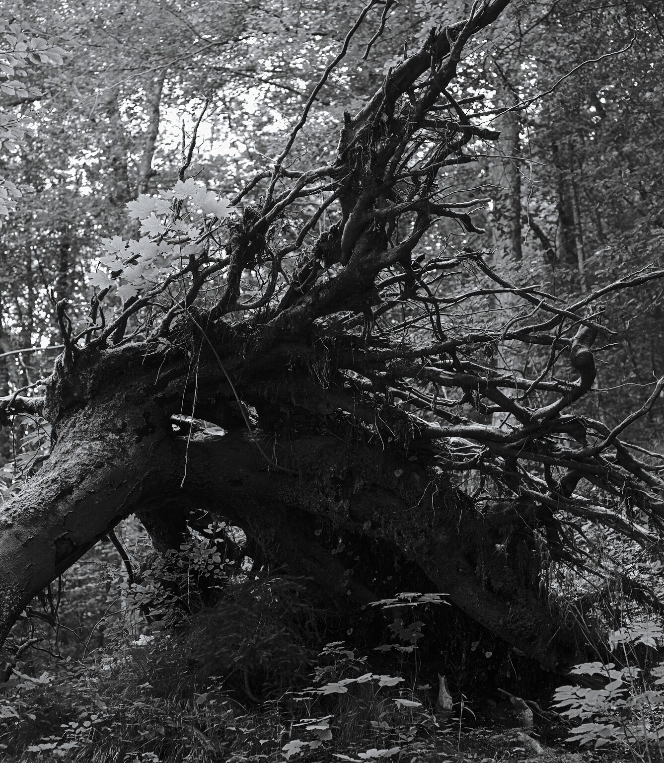 Toppled