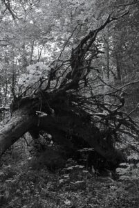 Toppled