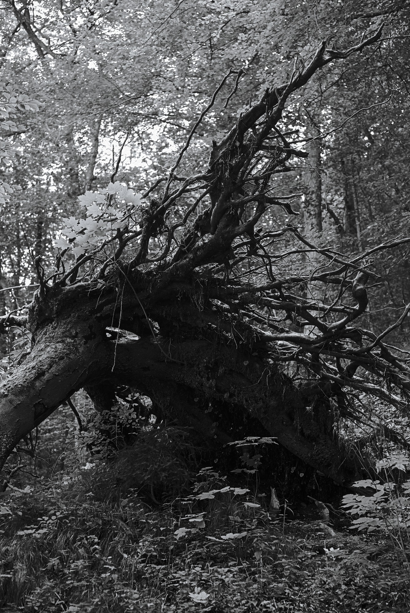 Toppled