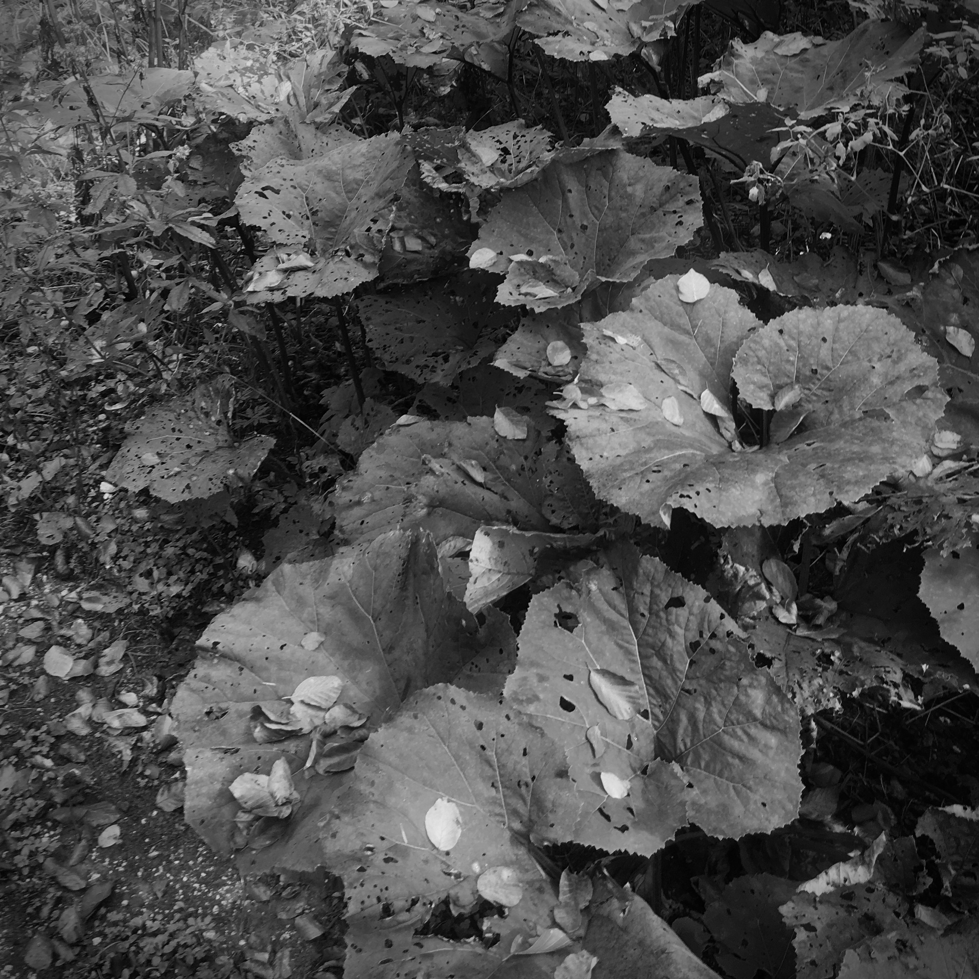 Butterbur in Fall