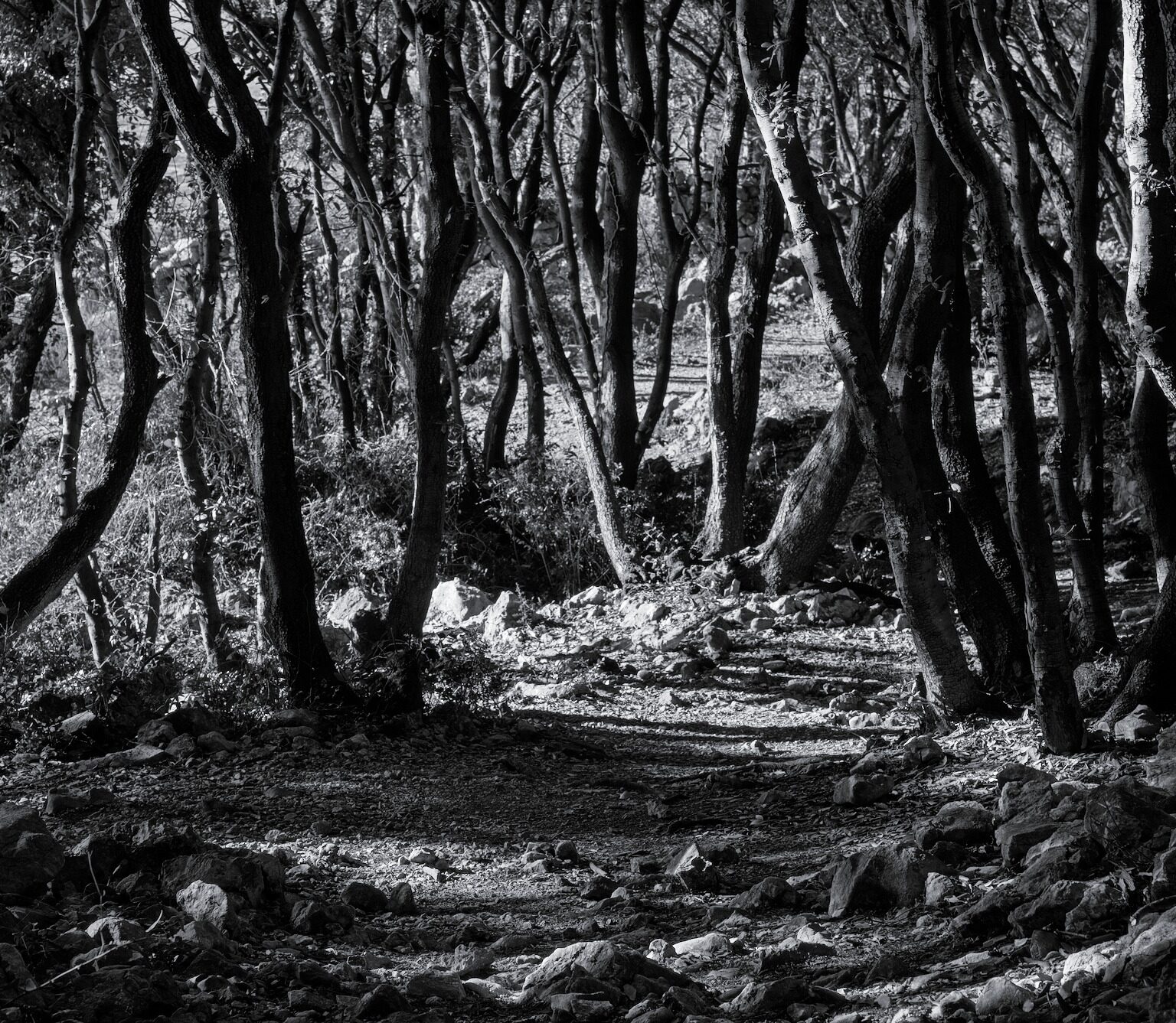 Coastal Forest