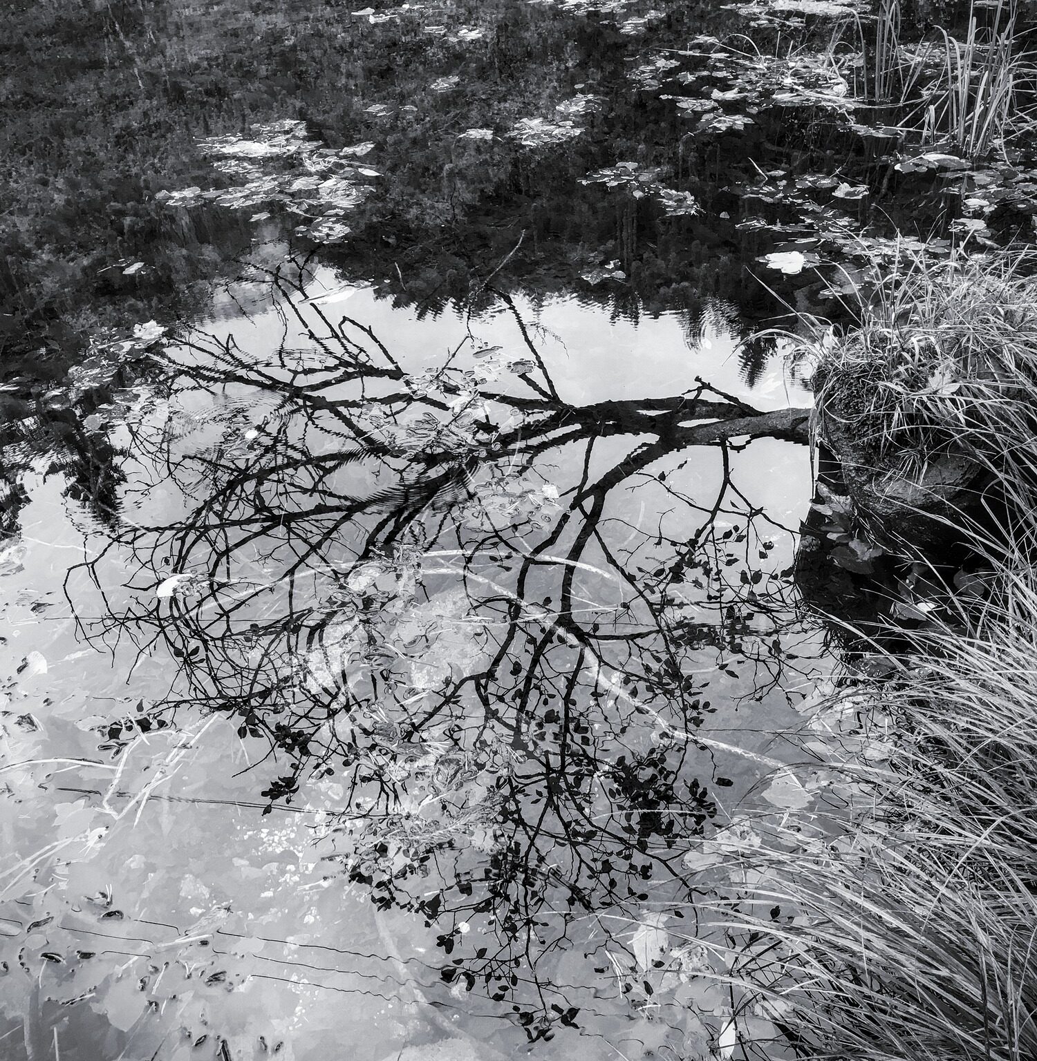 Tree in the Pond