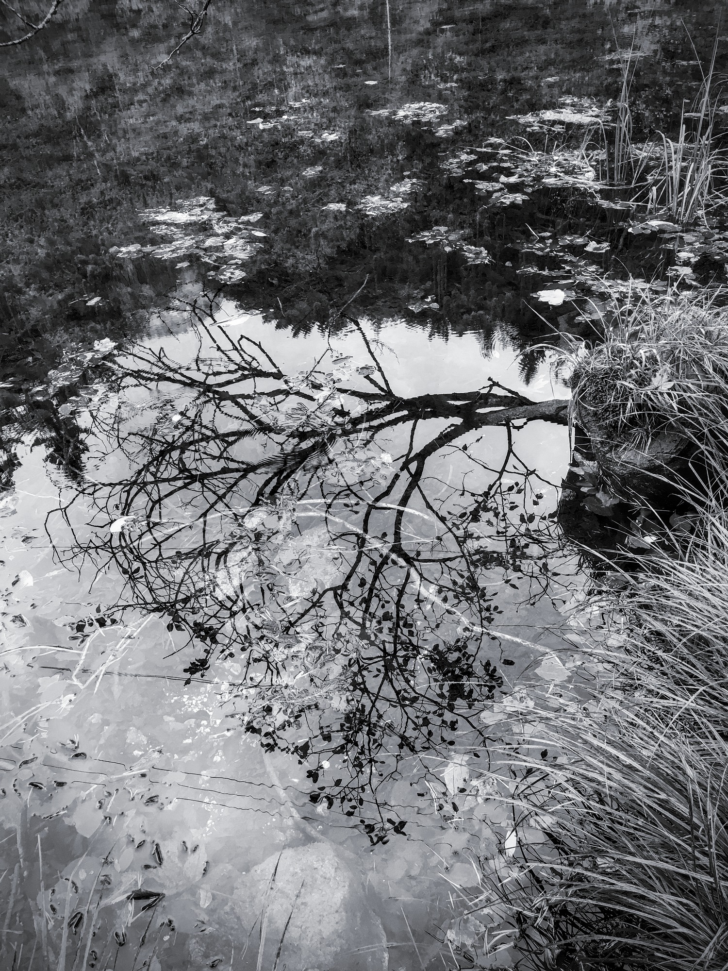 Tree in the Pond