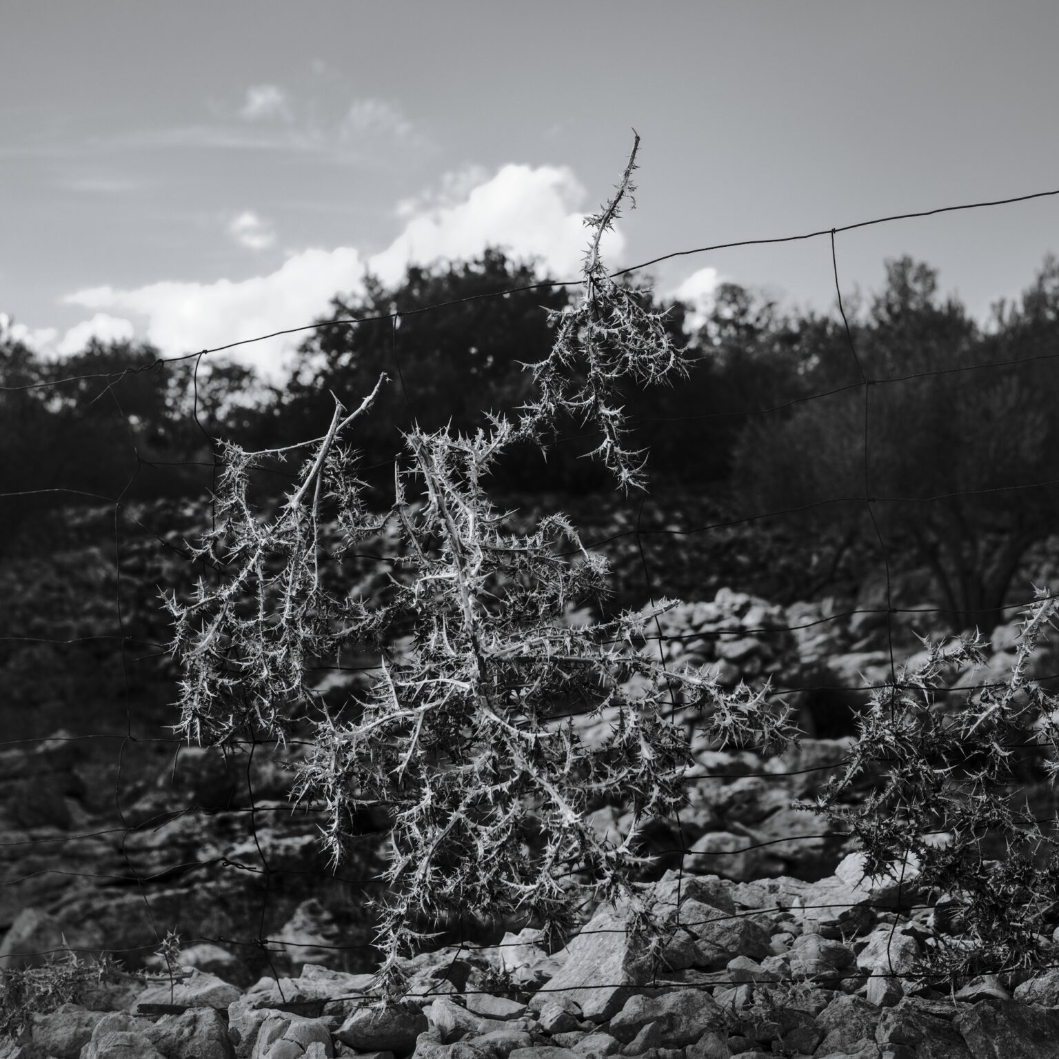 Croatian Tumbleweed