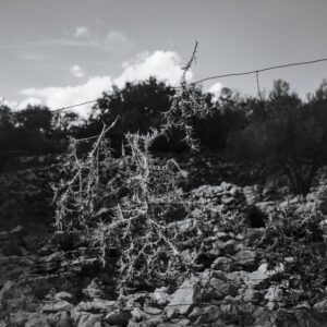 Croatian Tumbleweed
