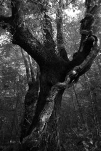 Krk’s last Giants