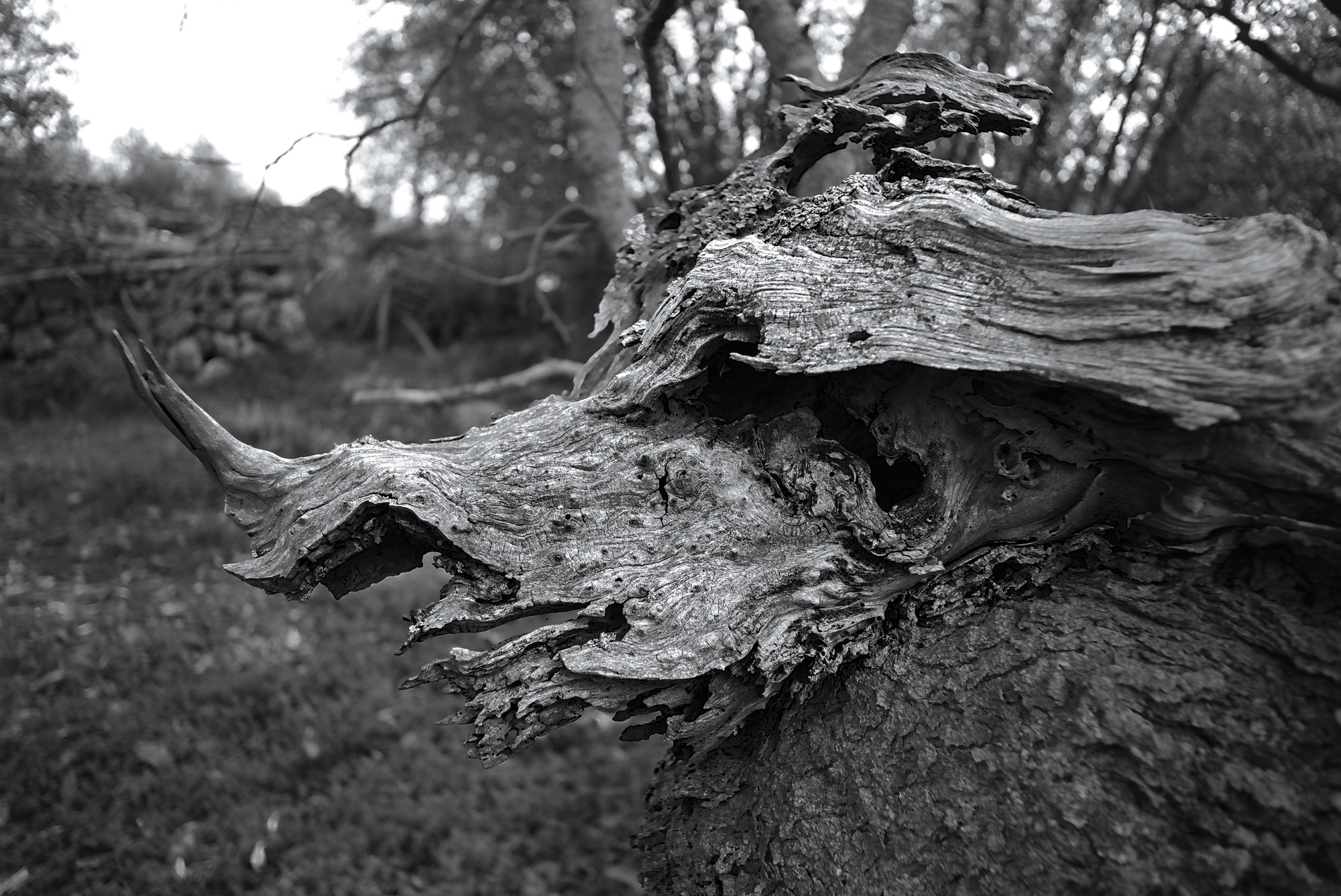 Krk’s last Rhinoceros