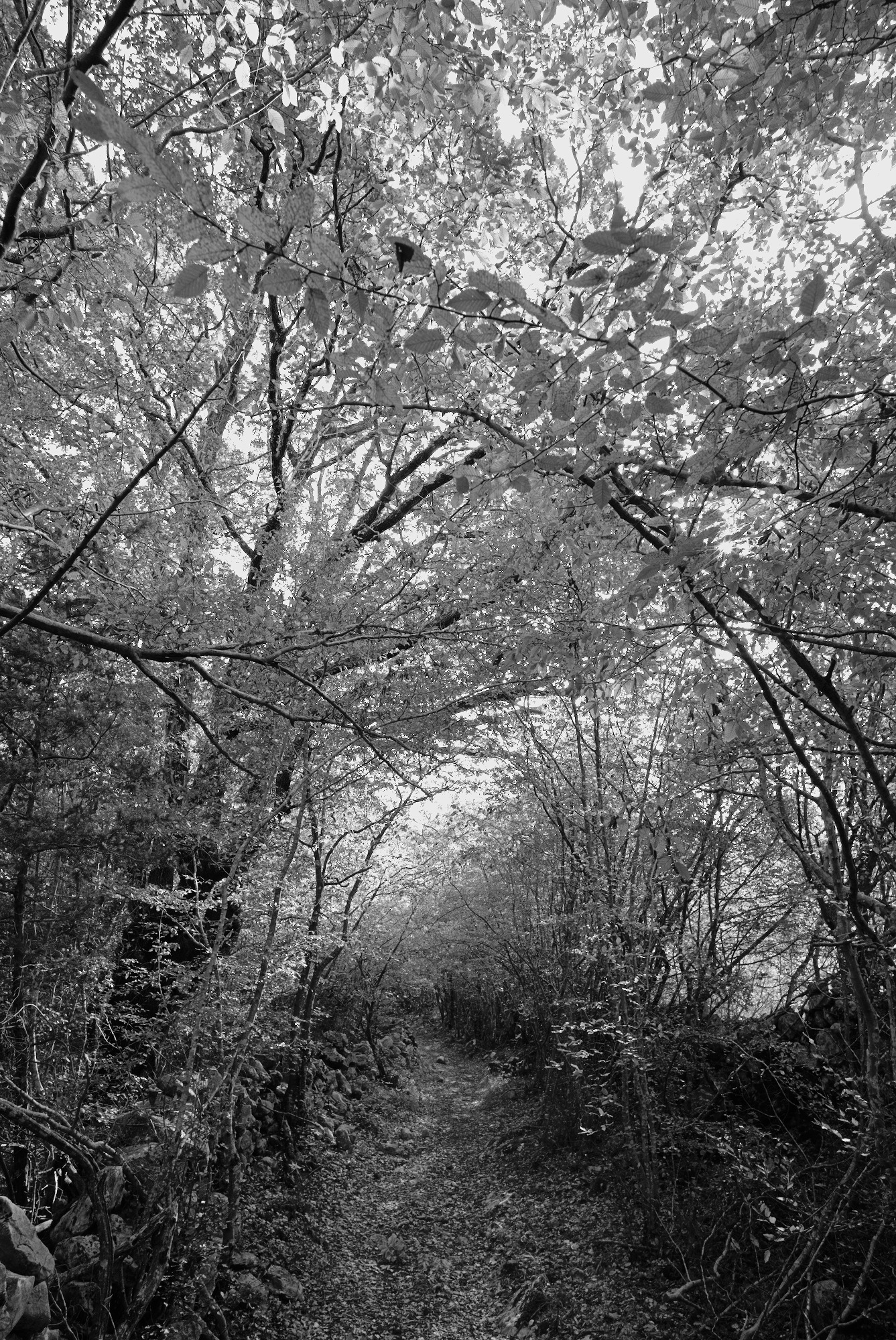 Light flooding