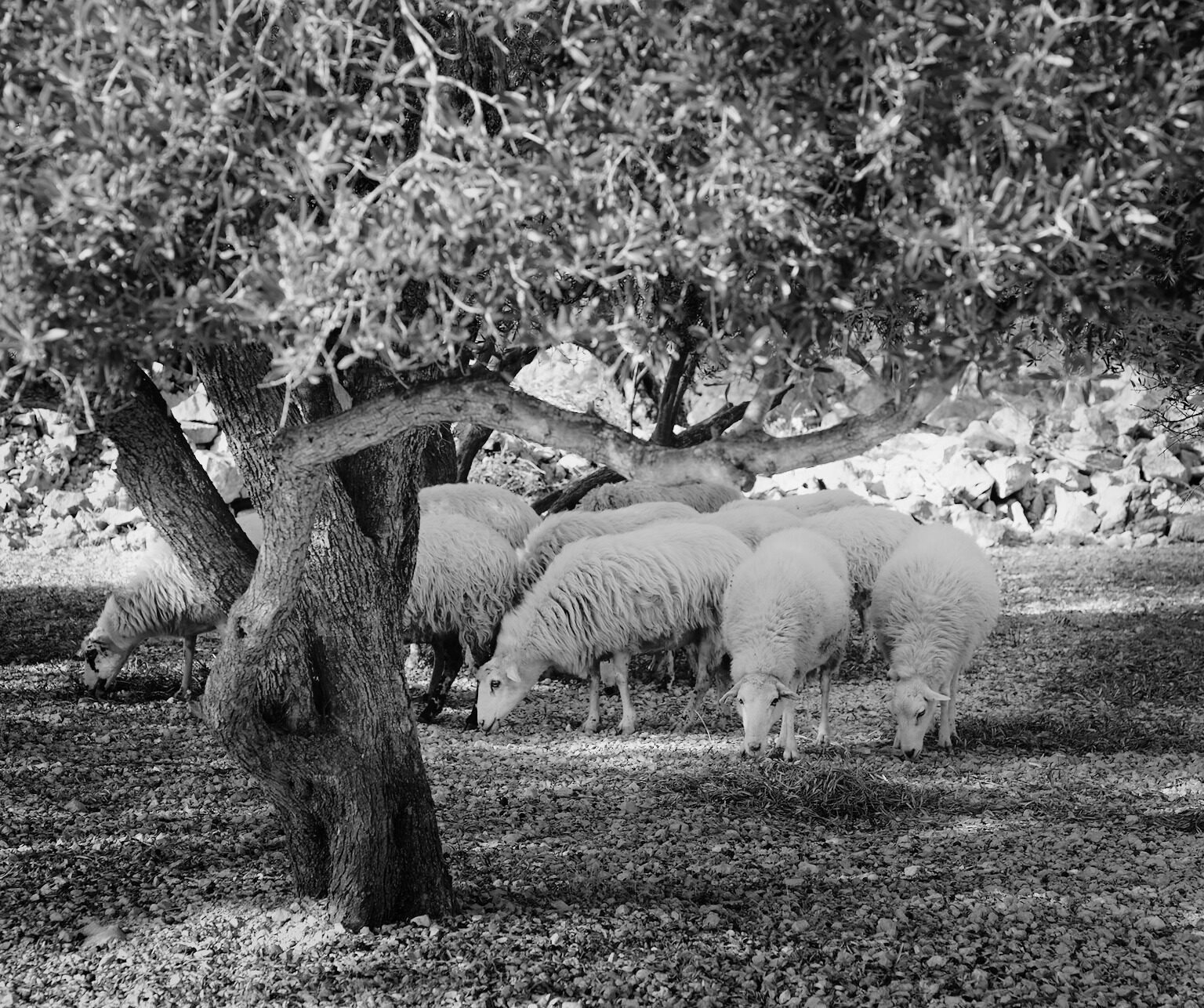 Pastoral Idyll