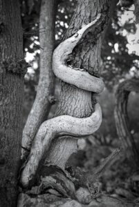 Rod of Asclepios
