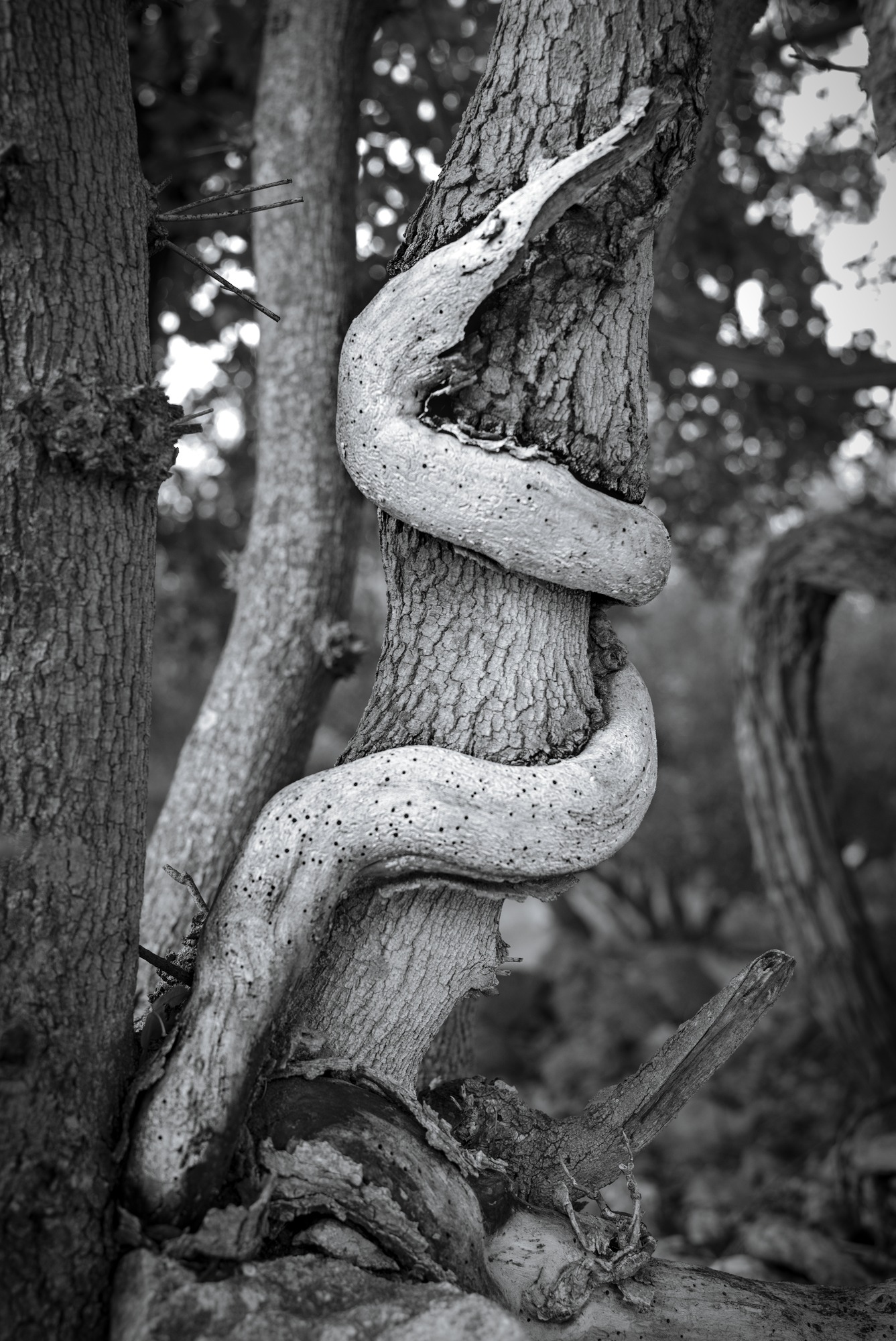 Rod of Asclepios