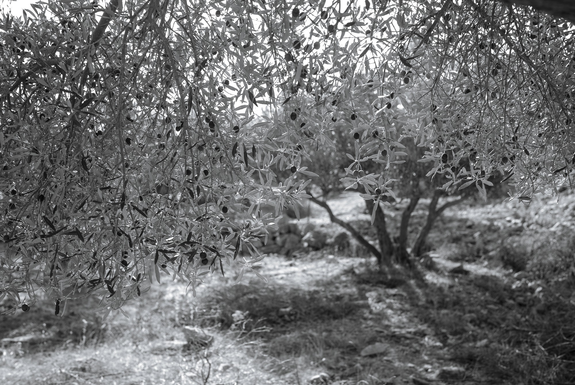 The Olives of Desire