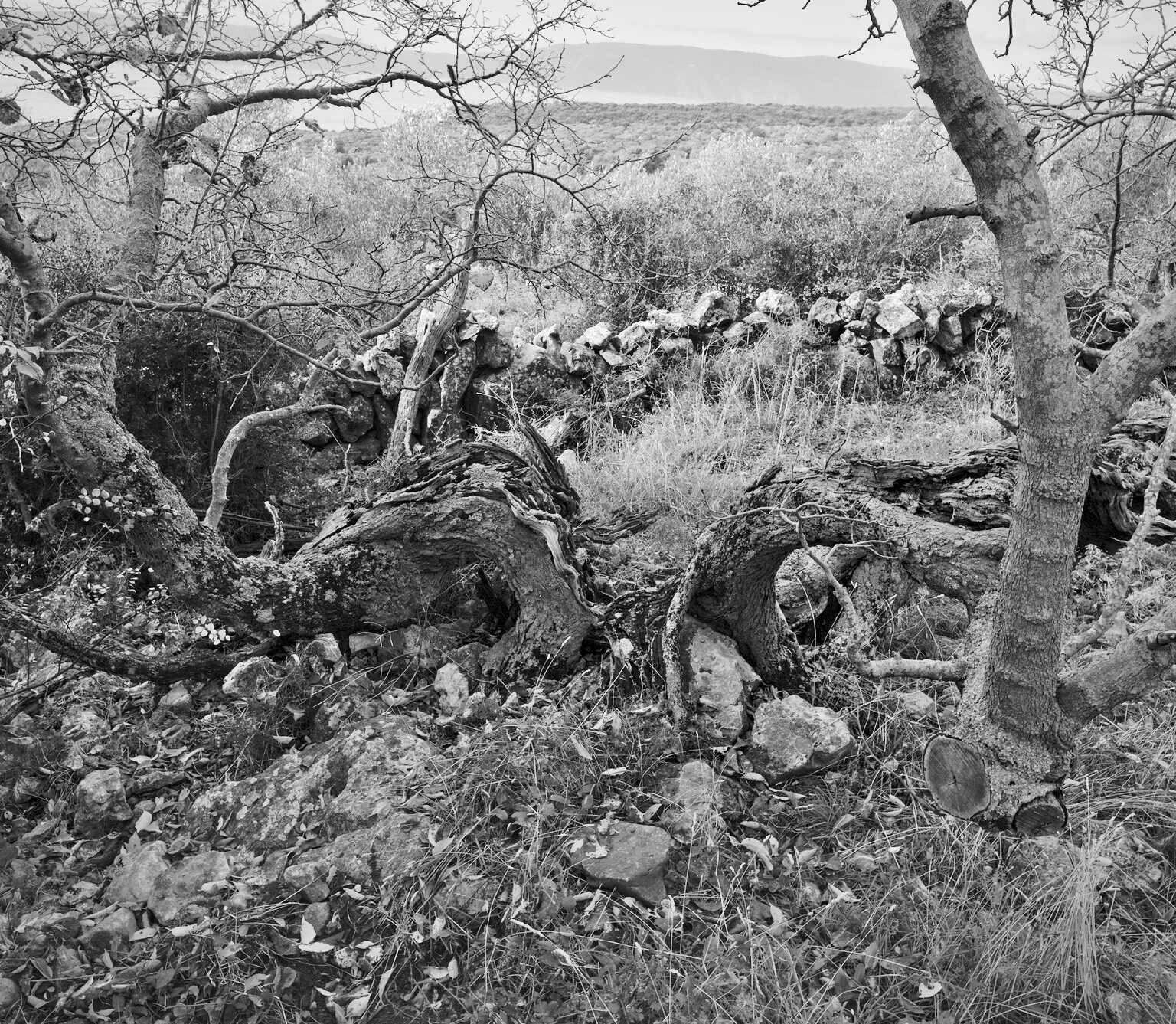Tree Remnants, still powerful