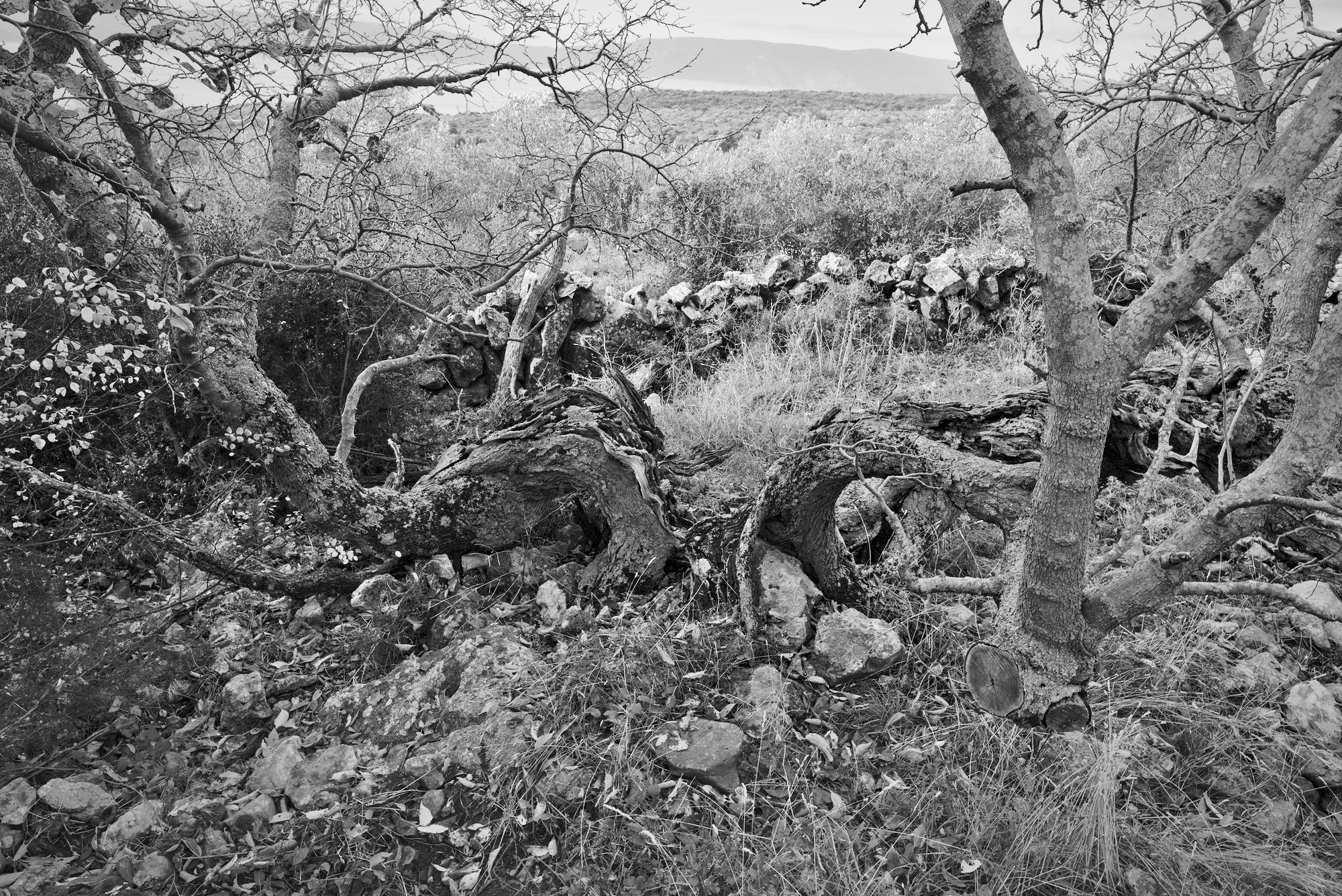 Tree Remnants, still powerful