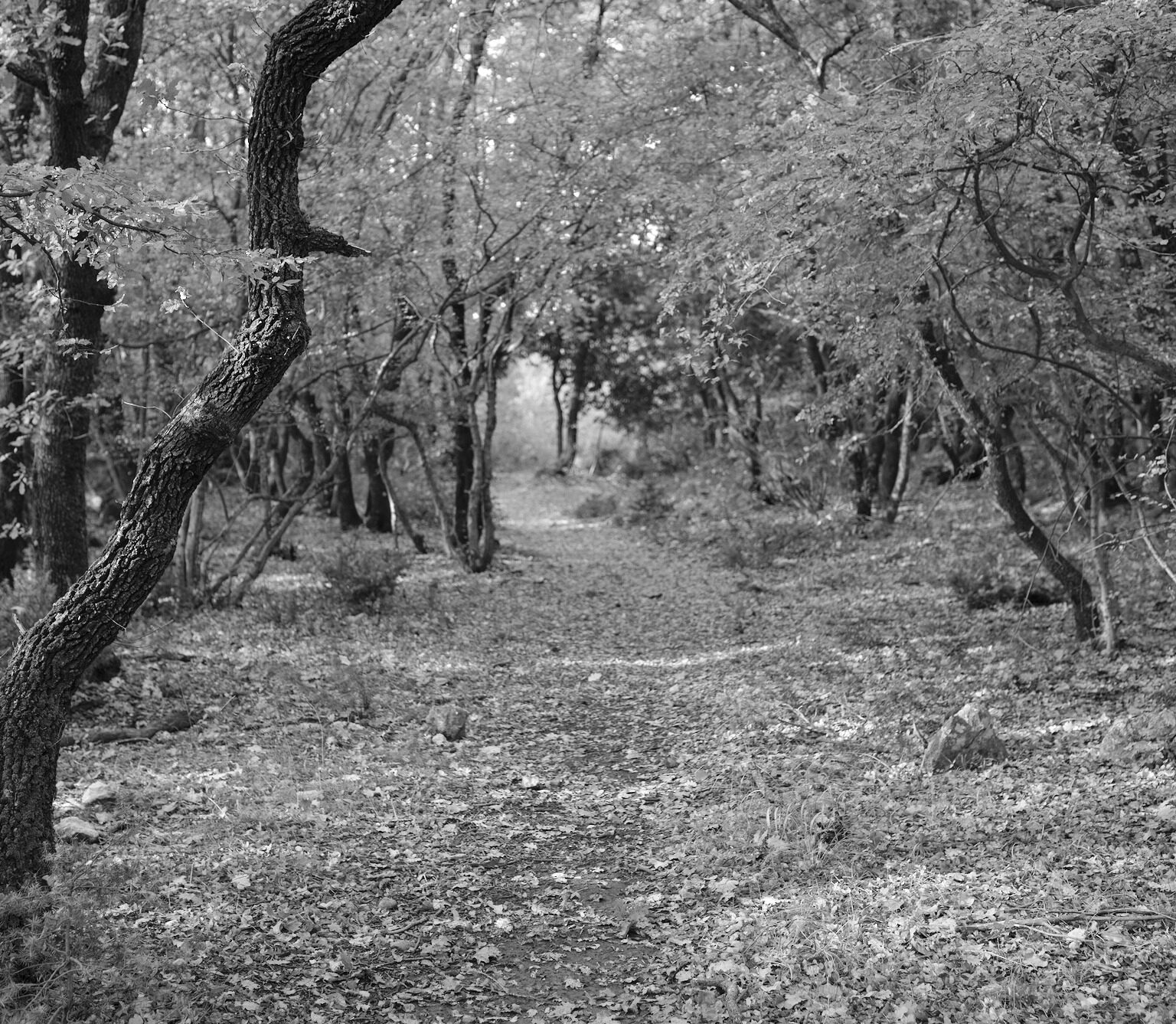 Wandering the Island
