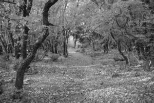 Wandering the Island