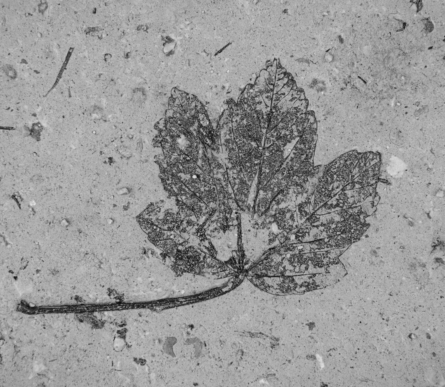 Contact Print