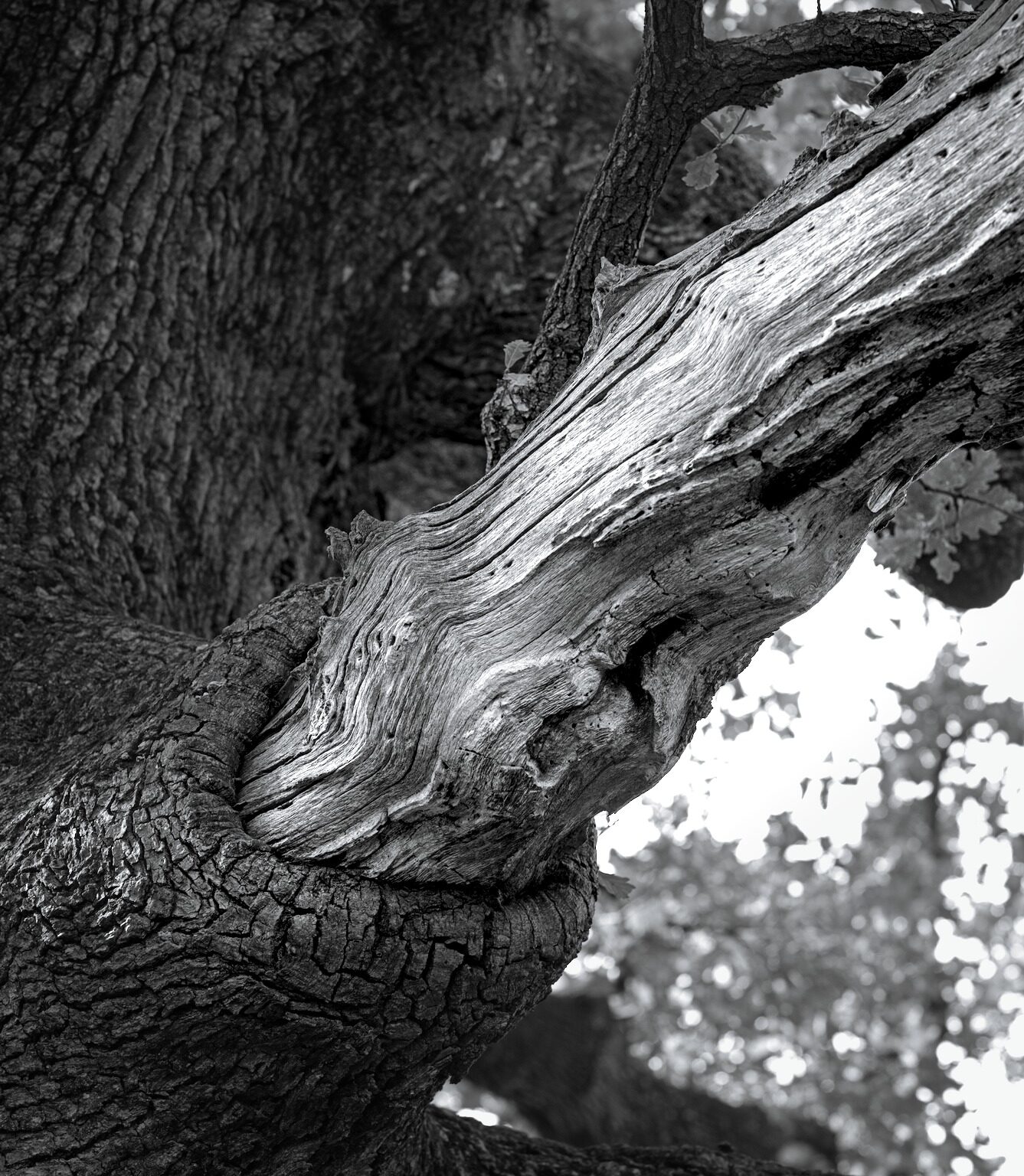 Devouring Branch