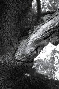 Devouring Branch