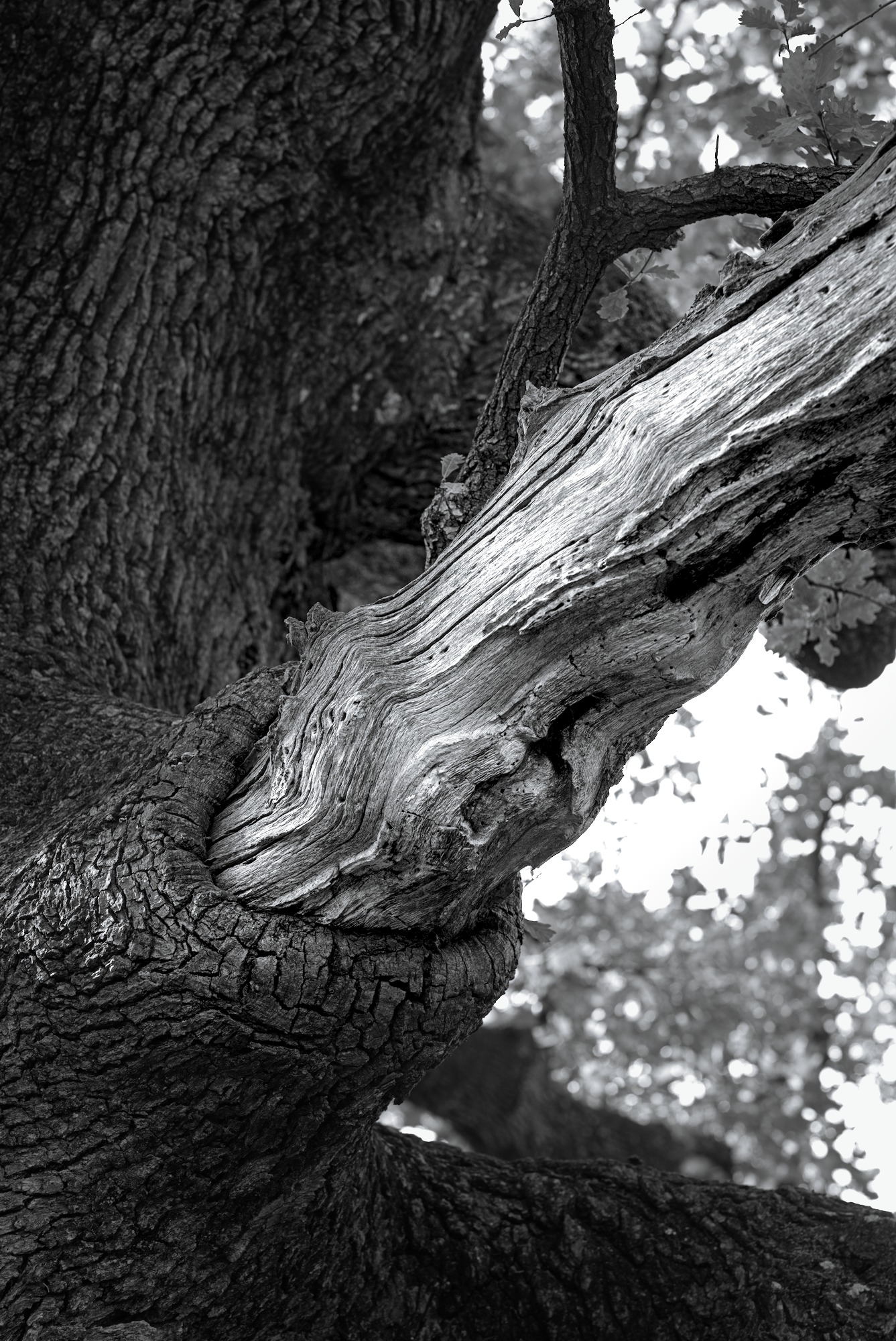 Devouring Branch