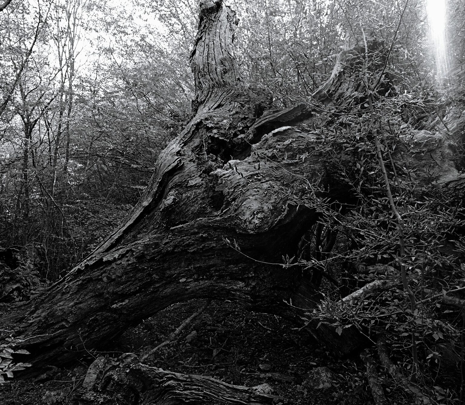 Fallen Giant