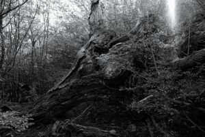 Fallen Giant