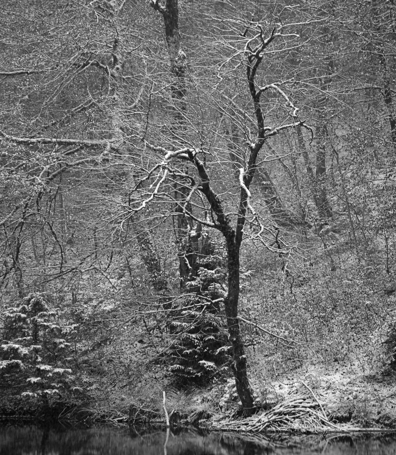 Listsee-Trees