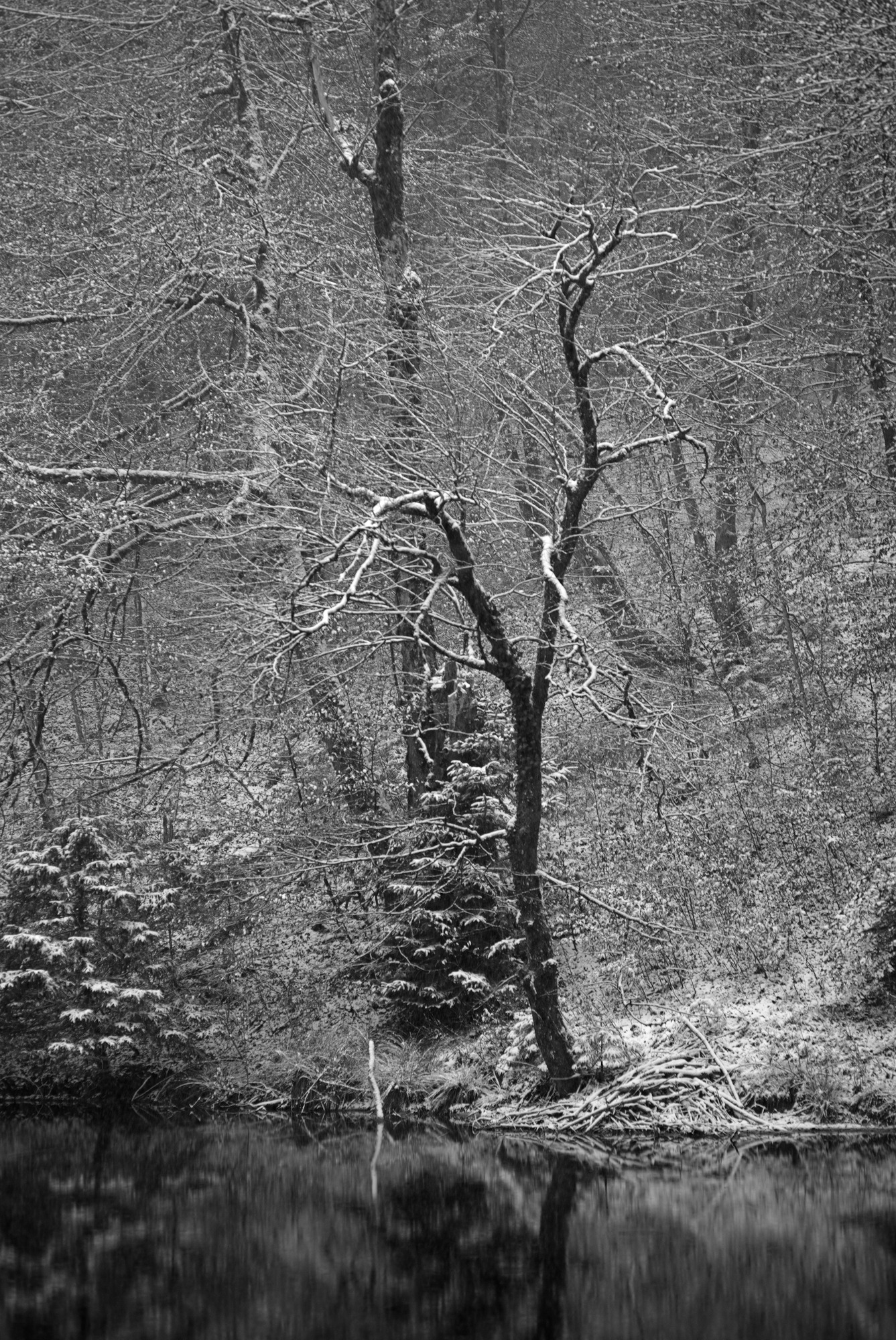 Listsee-Trees