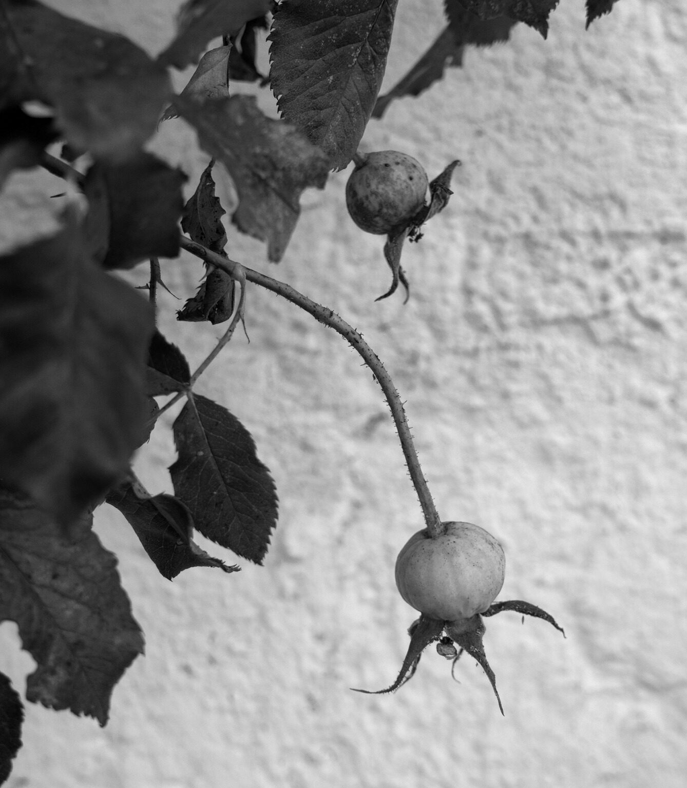 Black and White is Colour enough