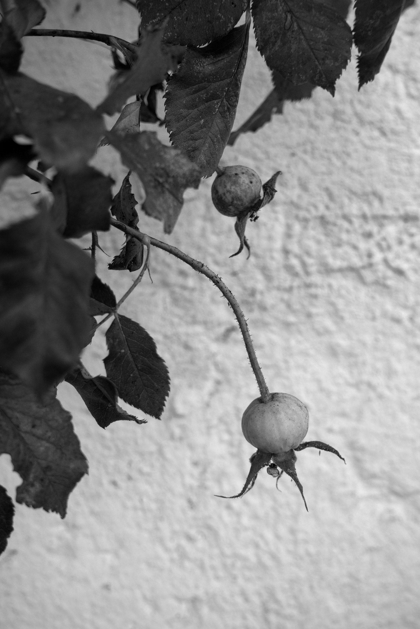 Black and White is Colour enough