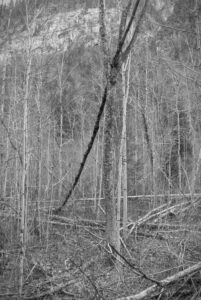 Fallen but held