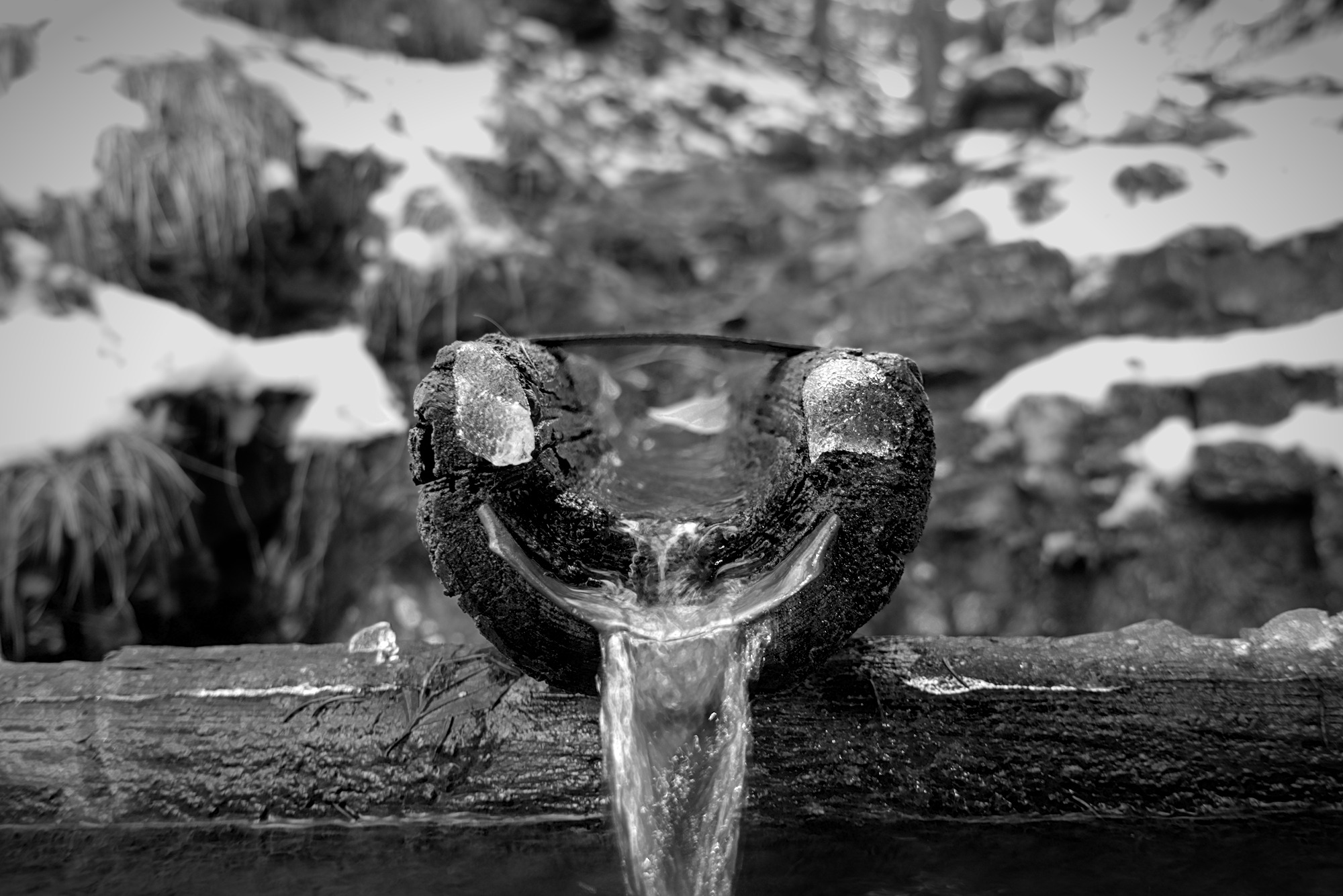 The Pareidolist’s Delight