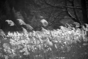 Last Year’s Reed