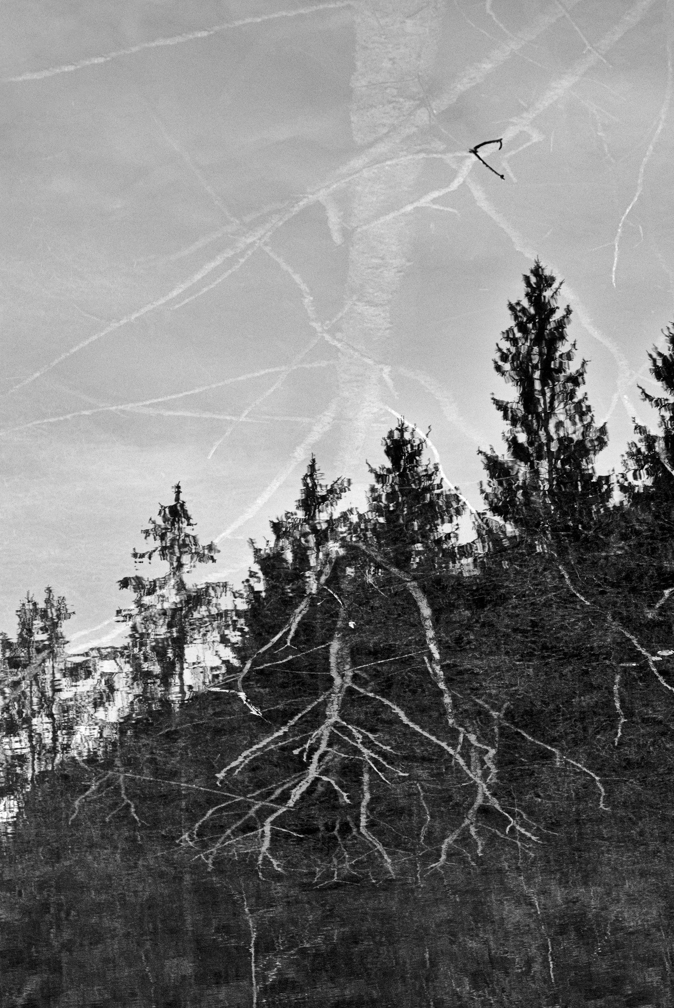 Rooted