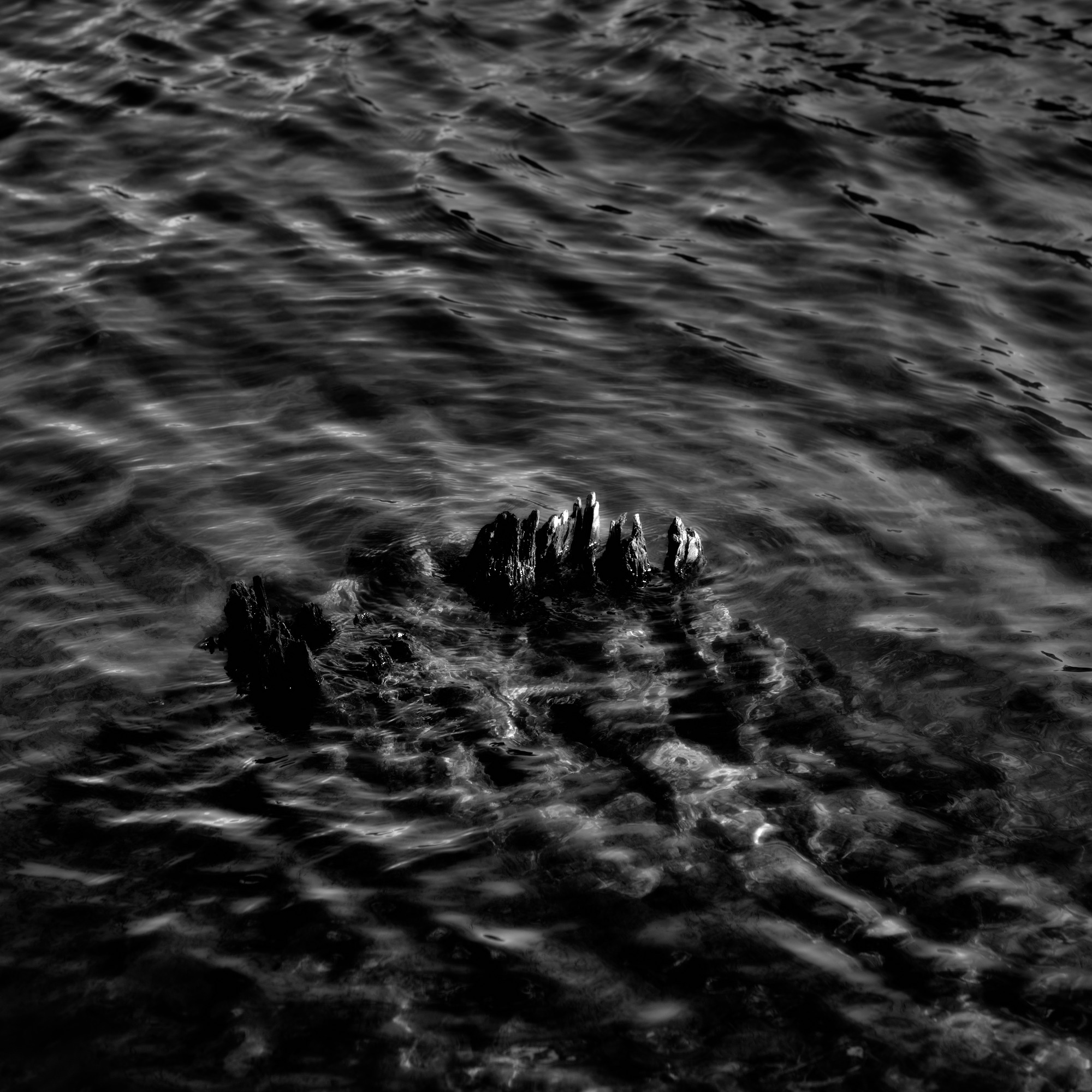 The Monster’s spiny Fin