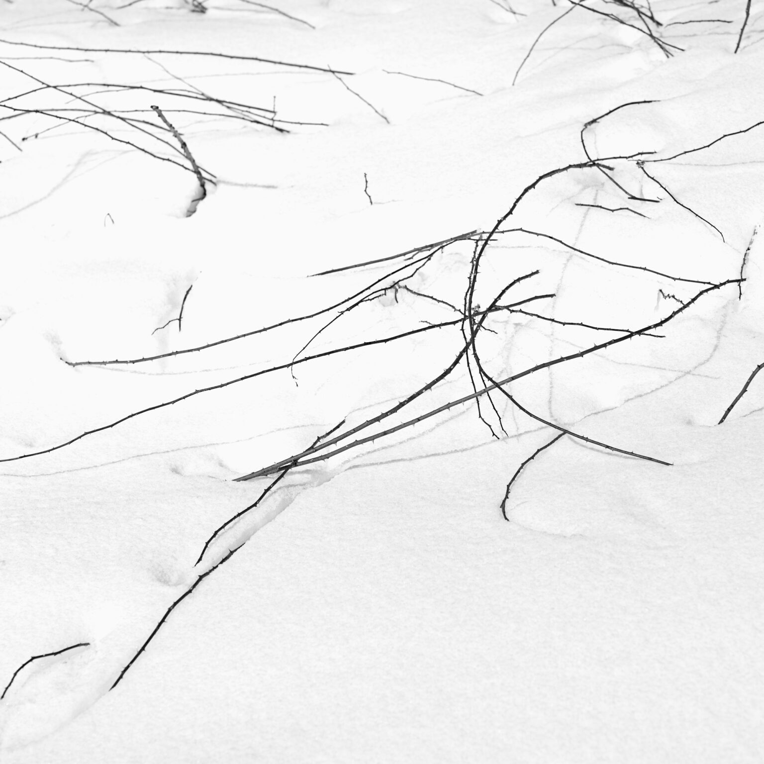 Winter Brambles