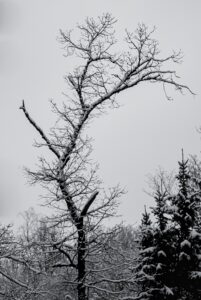 War is no longer declared, only continued. (I. Bachmann)