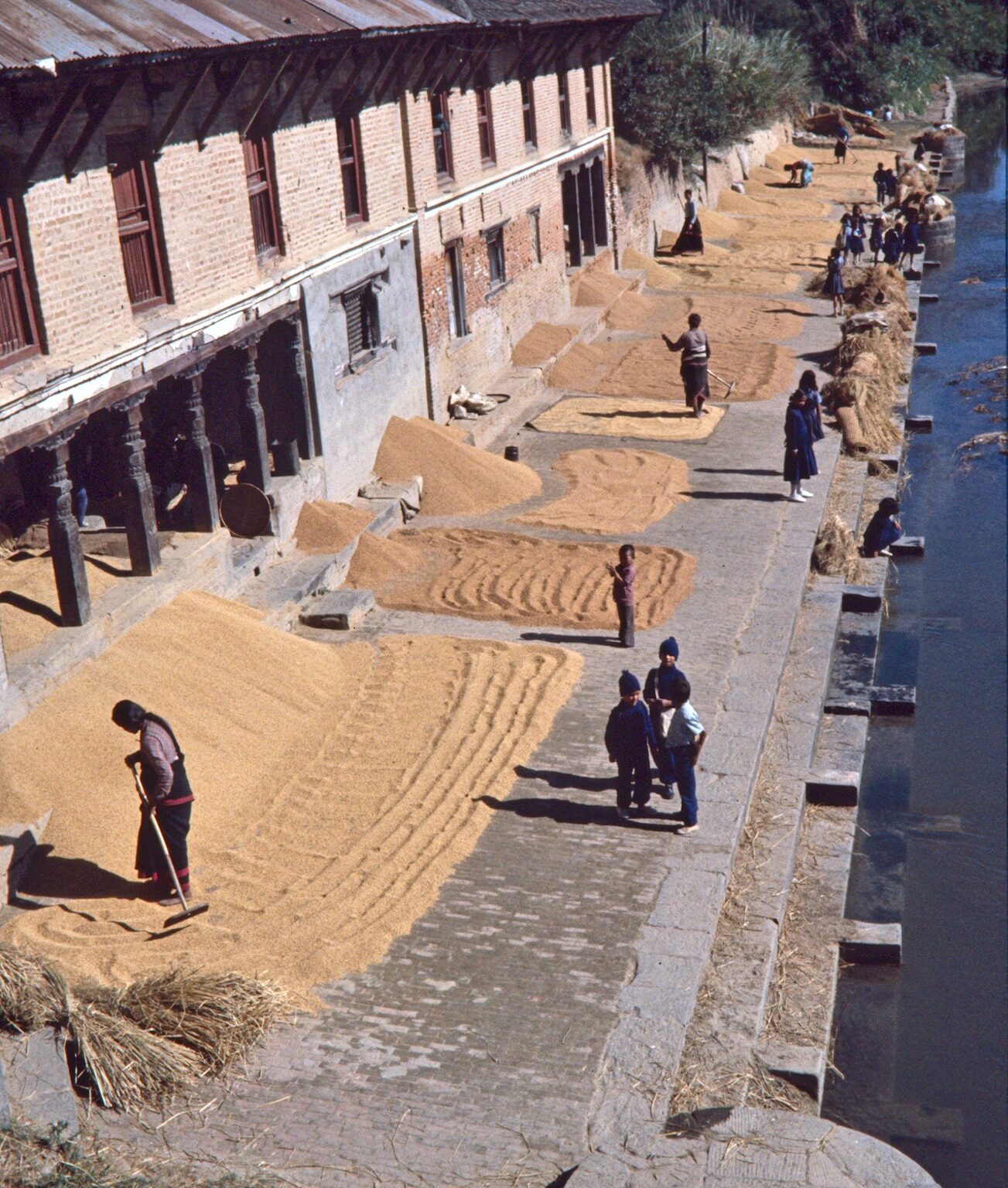 Drying Rice at the River