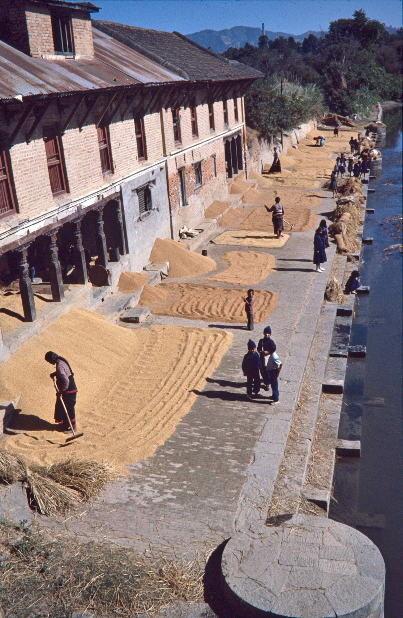 Drying Rice at the River