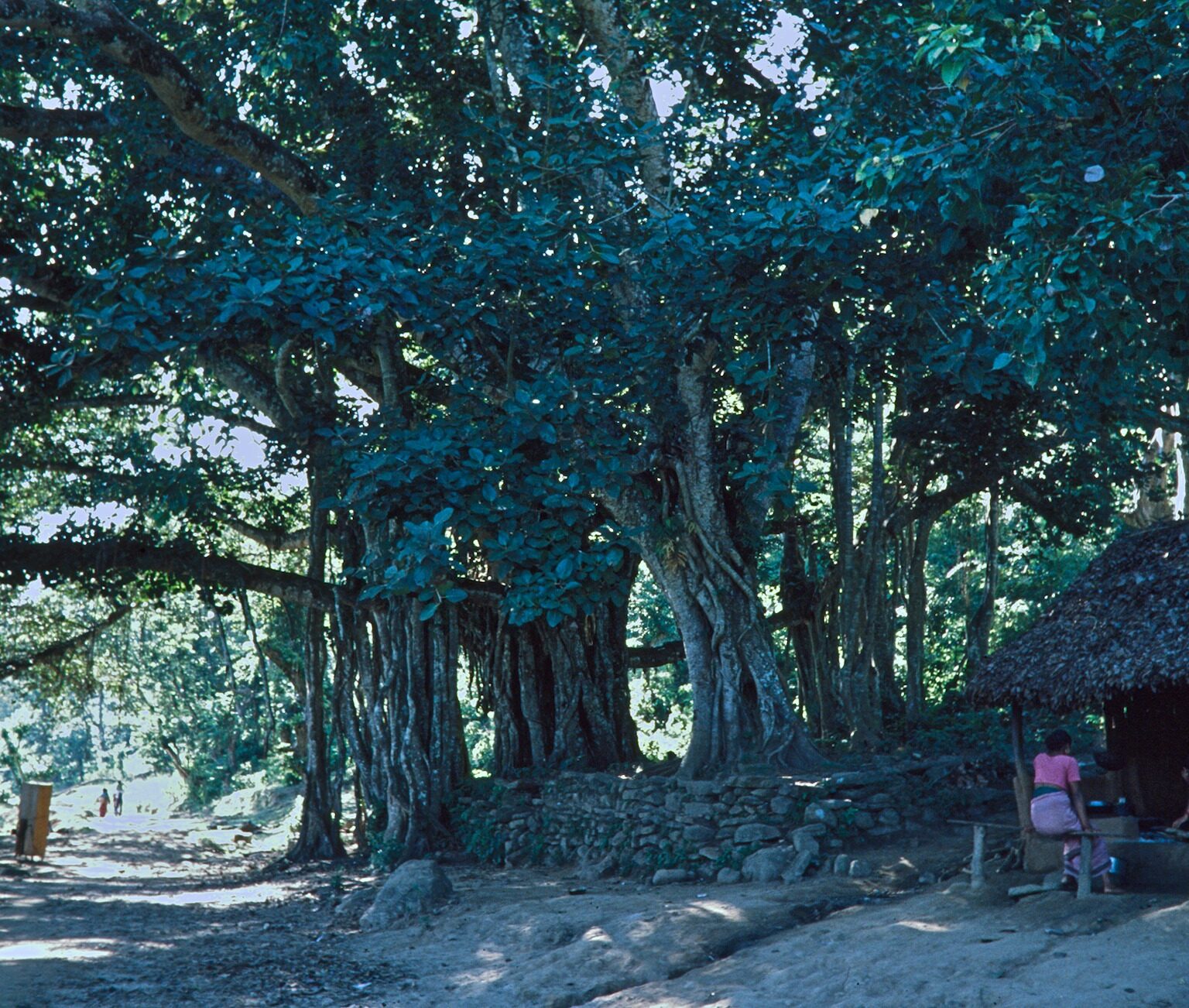 Tea Shop along the Way