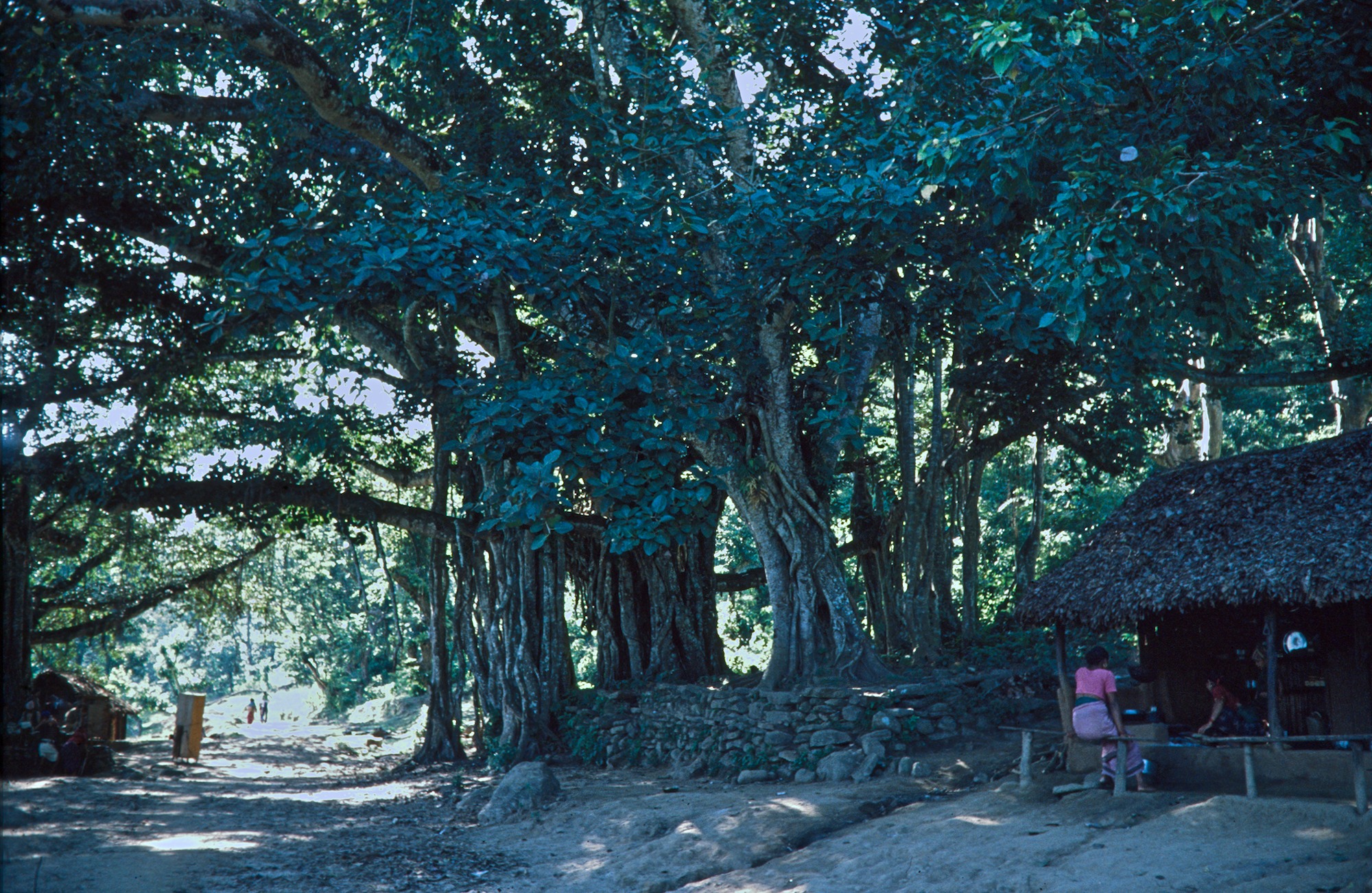 Tea Shop along the Way