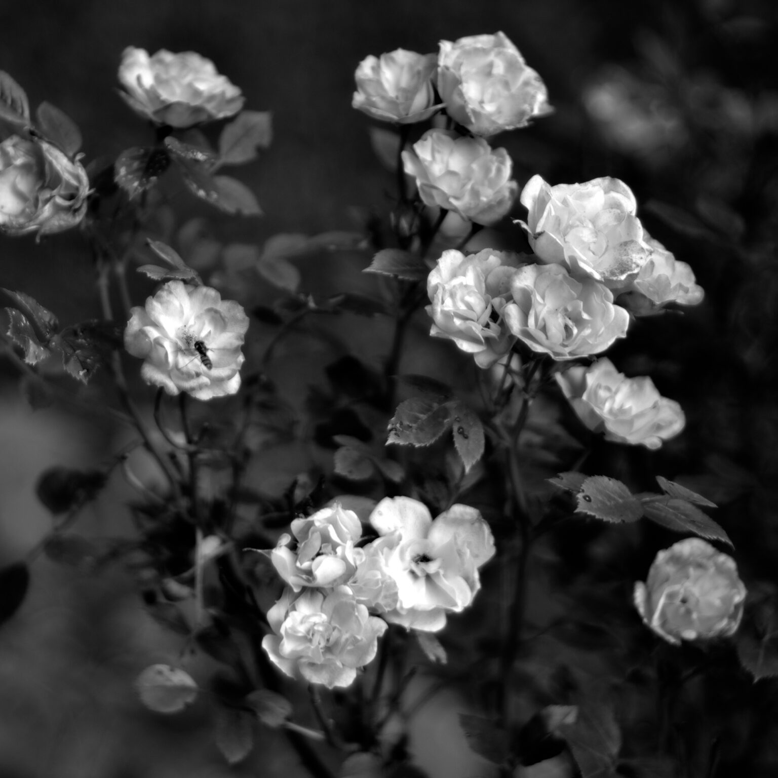 Friday Rose