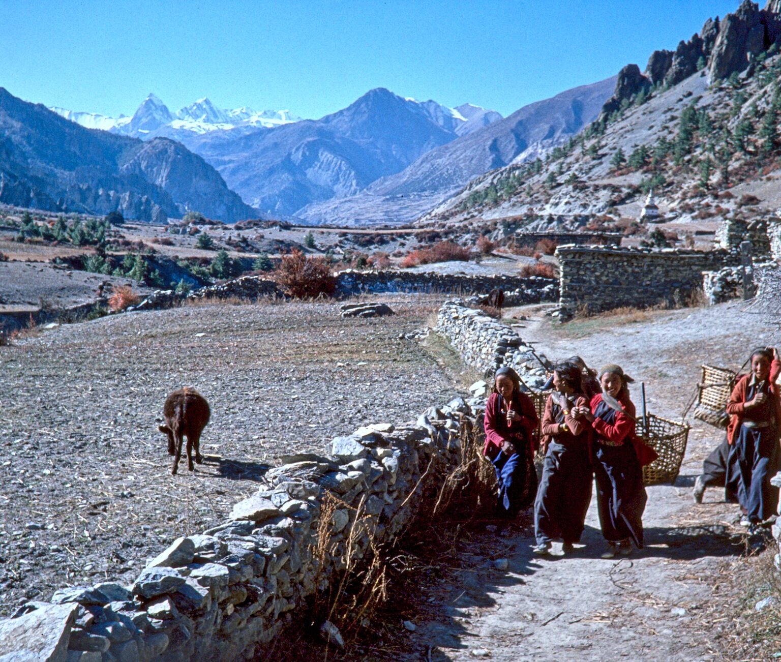Local Transport