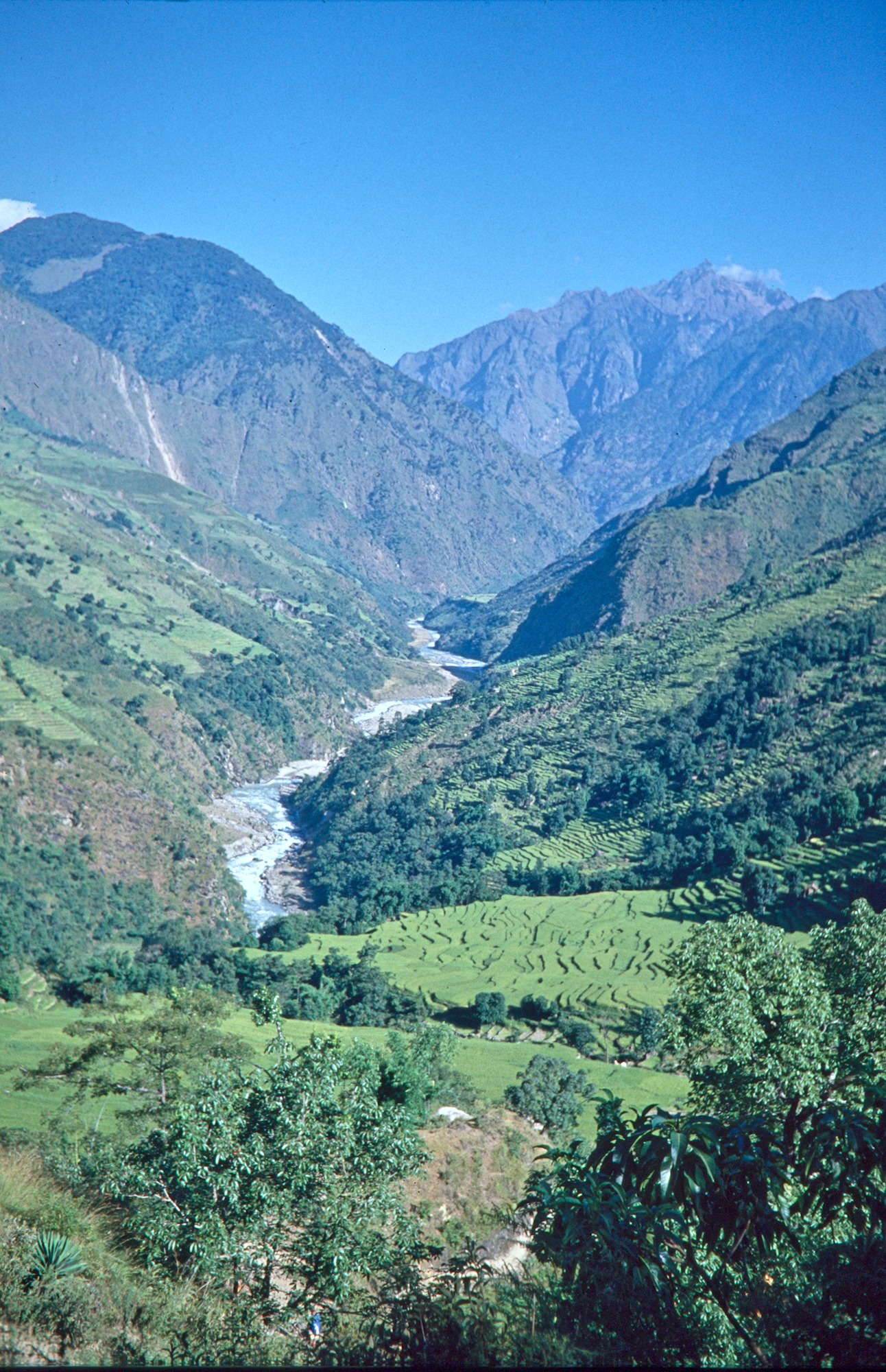 Back in the Paddy-Fields Area again