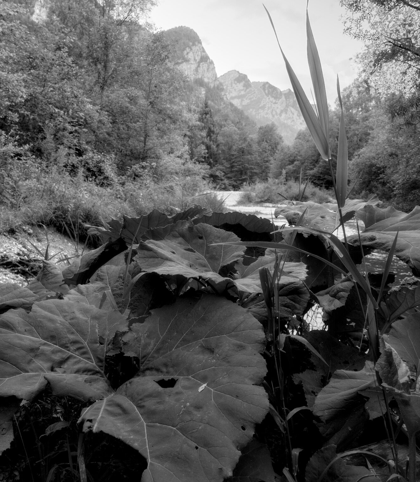 Butterbur