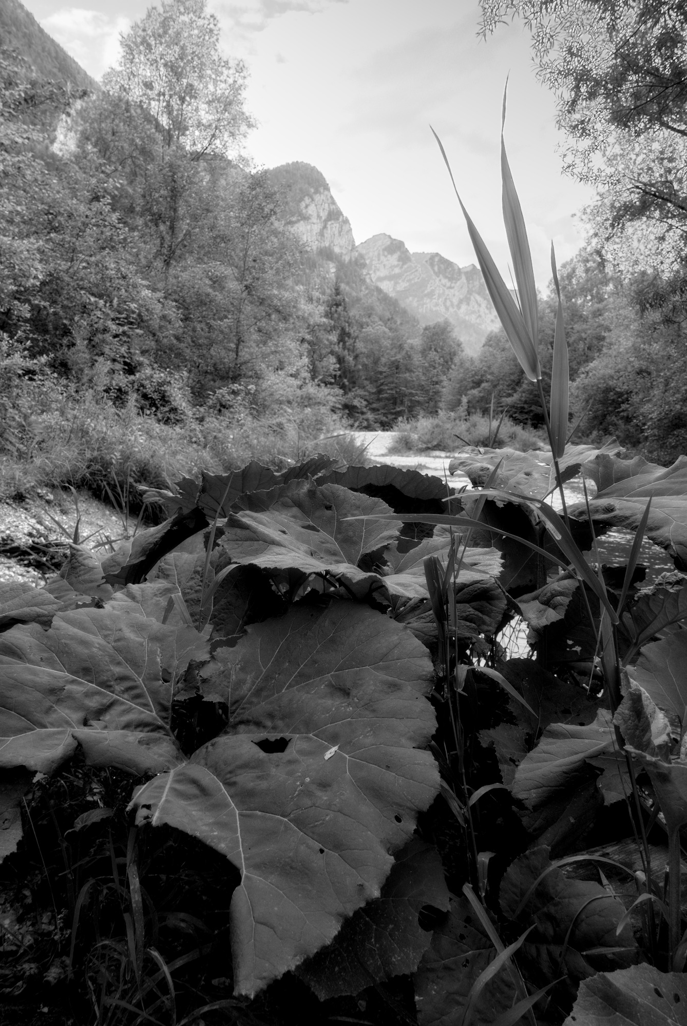 Butterbur